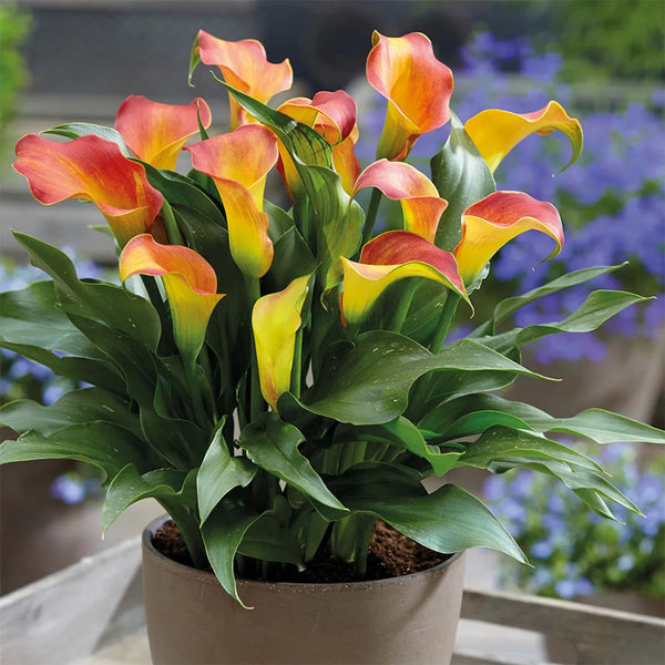 'Rialto' Calla Lily, 18/20cm Circumference, 1 Bulb