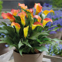'Rialto' Calla Lily, 18/20cm Circumference, 1 Bulb