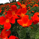 Eschscholzia californica Seeds