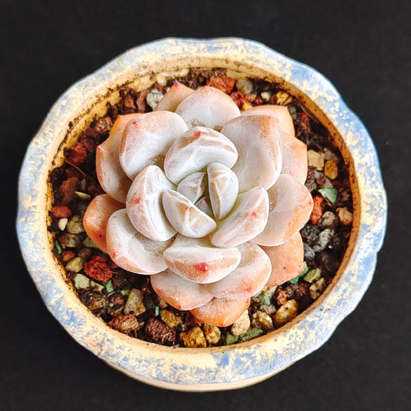 Echeveria cv. 'Starlight Orange', 3pcs x 1-head