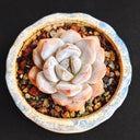Echeveria cv. 'Starlight Orange', 3pcs x 1-head