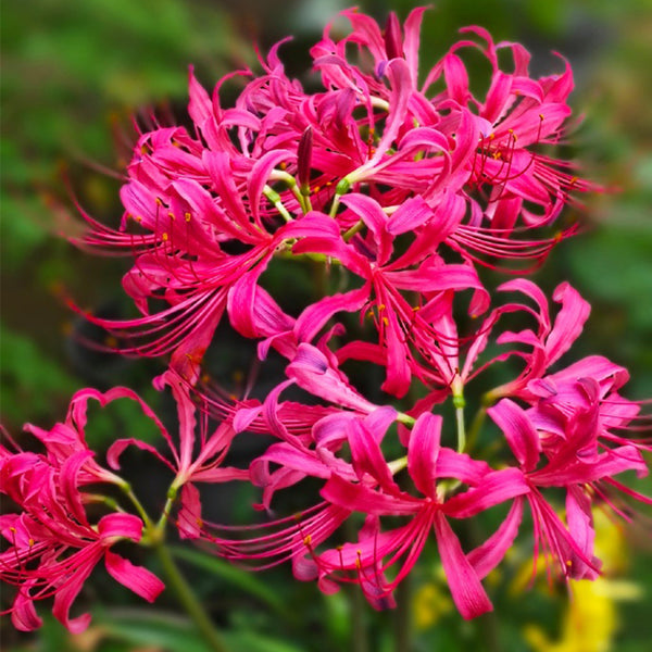 Pink Lycoris sprengeri, 1 Bulb