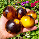 538 Almower Black Dwarf Tomato