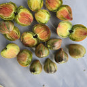 807 Baltic Chocolate Tomato, 5 Seeds