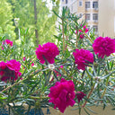 Hezhichun Rose-red Portulaca seeds, 1g