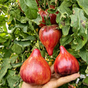 602 Sofia's Fiery Comet Tomato, 5 Seeds