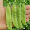 Large-Pod Snow Pea Seeds, 50g
