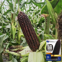 'Yu Heitian Nuo 950' Black Corn Seeds, 100g