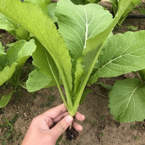 'Huaqing No.1' Sweet Leaf Lettuce Seeds, 20g