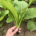 'Huaqing No.1' Sweet Leaf Lettuce Seeds, 20g