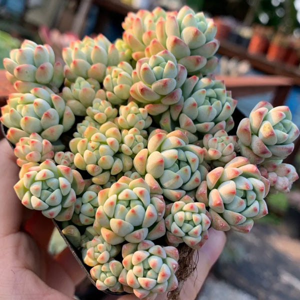 Echeveria Caramel Spirit, 3pcs x 1-head