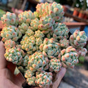 Echeveria Caramel Spirit, 3pcs x 1-head