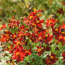 Red Plains Coreopsis Seeds, 1g