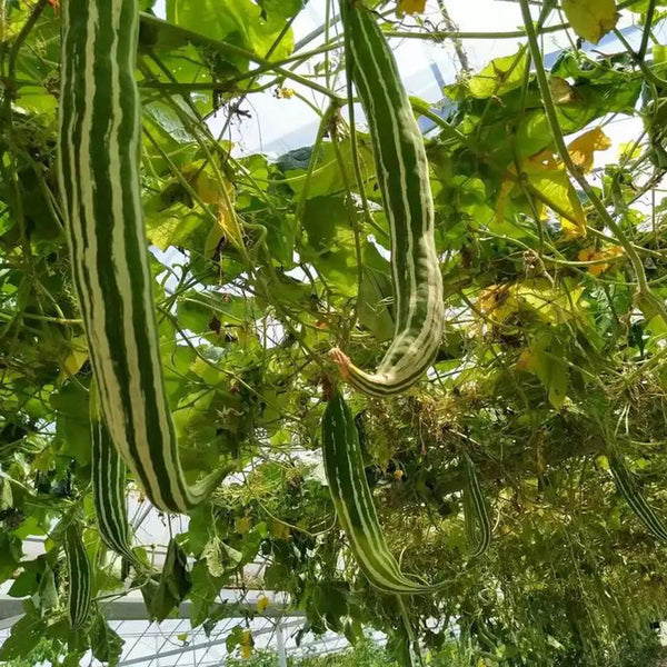 Argentina Snake Gourd, 10 Seeds