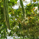 Argentina Snake Gourd, 10 Seeds