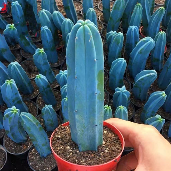 Myrtillocactus geometrizans, 7-10cm