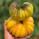 679 Moon Charm Tomato, 5 Seeds
