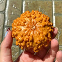 Small Bumpy Gourd, 10 Seeds