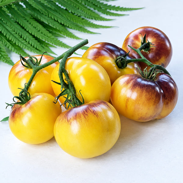 439 Wolverine 2 Tomato, 5 Seeds