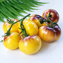 439 Wolverine 2 Tomato, 5 Seeds