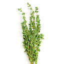 Mongolian Thyme Seeds, 250 Seeds