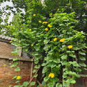 Spring-Autumn 915 Luffa Seeds, 10g