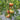 374 Faelan's First Snow Tomato, 5 Seeds