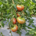 374 Faelan's First Snow Tomato, 5 Seeds