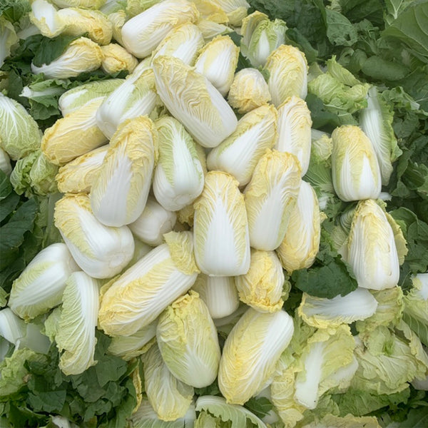 ‘Golden Pearl’ Baby Cabbage Seeds, 5g