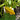 Yellow Patty Pan Squash, 50 Seeds