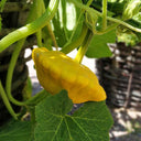 Yellow Patty Pan Squash, 50 Seeds