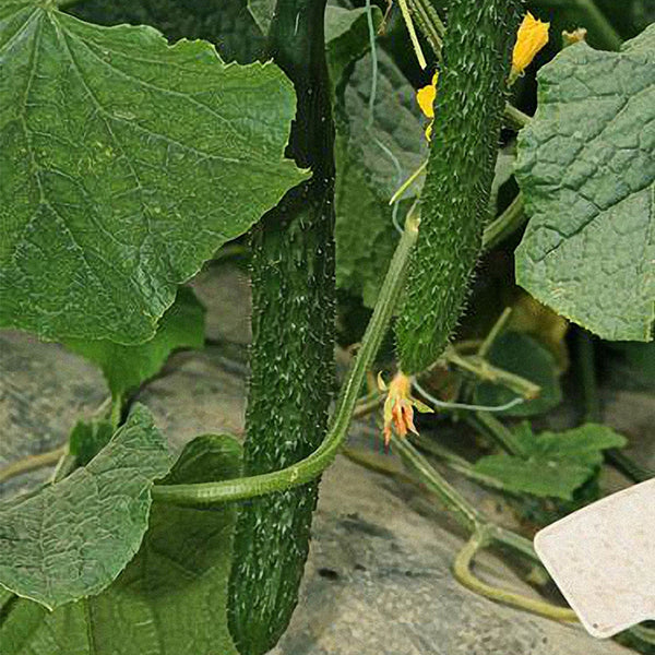 'Emerald Heart' Cucumber Seeds, 3g