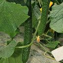 'Emerald Heart' Cucumber Seeds, 3g