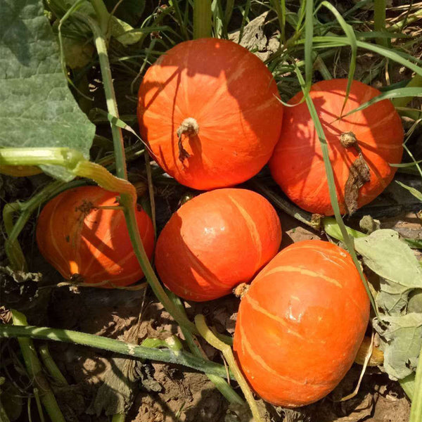Golden No.2 Pumpkin Seeds, 200g