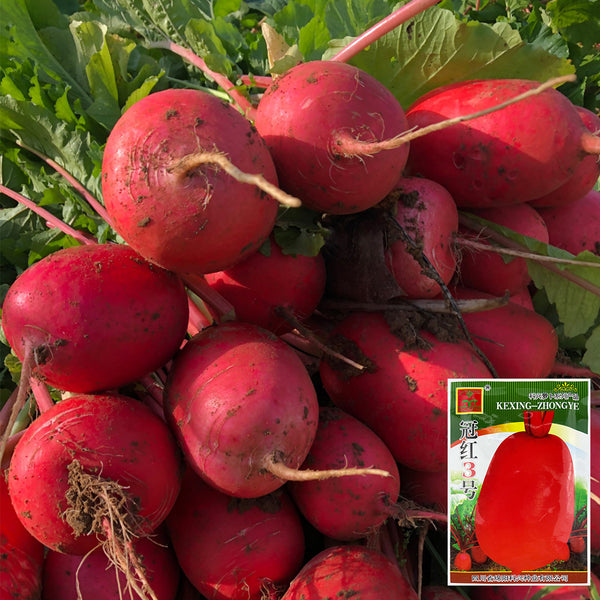 'Guanhong No.3' Radish Seeds, 20g