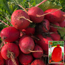'Guanhong No.3' Radish Seeds, 20g