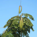 Oroxylum indicum, 10 Seeds
