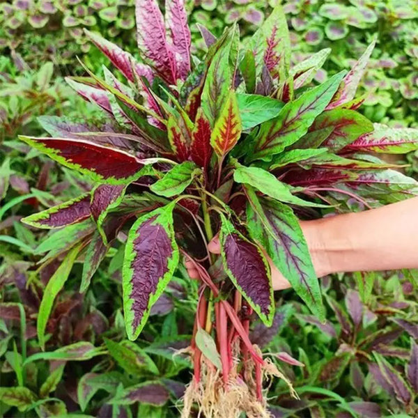 Zixia Red Willow-Leaf Amaranth Seeds, 10g