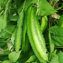 Winged Bean Seeds, 5g