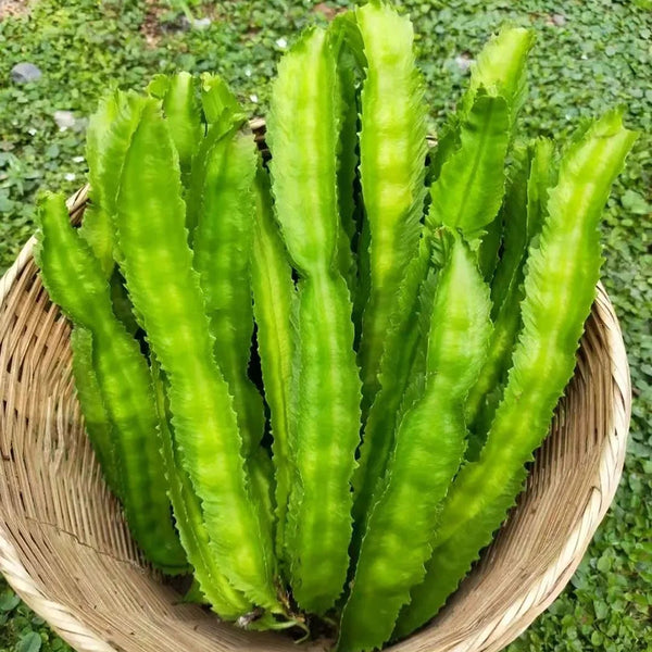Winged Bean, 100 Seeds