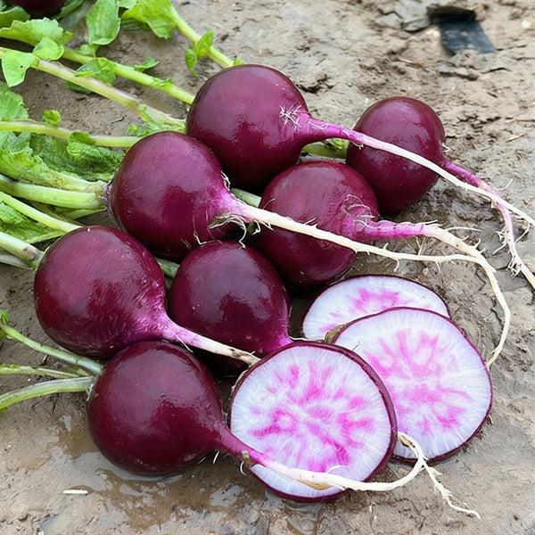 Purple Cherry Radish Seeds, 5g