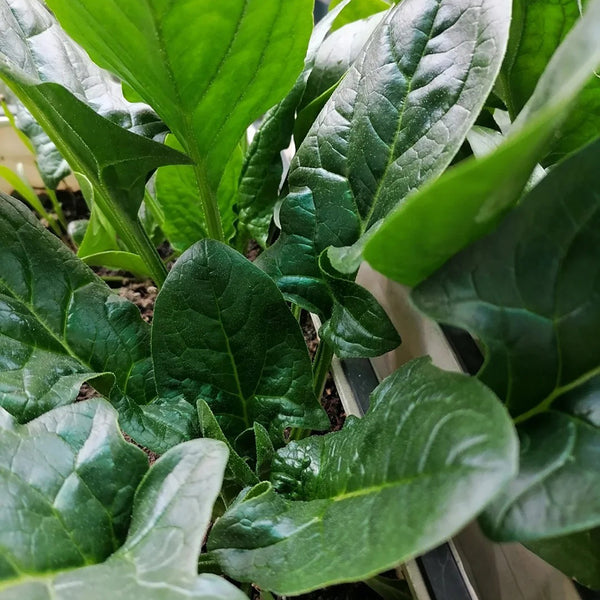 MoBao 618 Large-Leaf Spinach Seeds, 20g