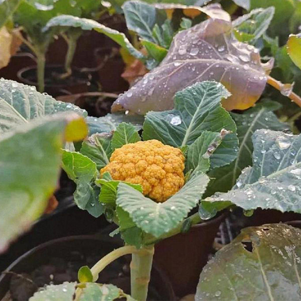 Golden Cauliflower (Brassica oleracea var. Botrytis) Seeds, 100 Seeds
