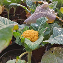 Golden Cauliflower (Brassica oleracea var. Botrytis) Seeds, 100 Seeds