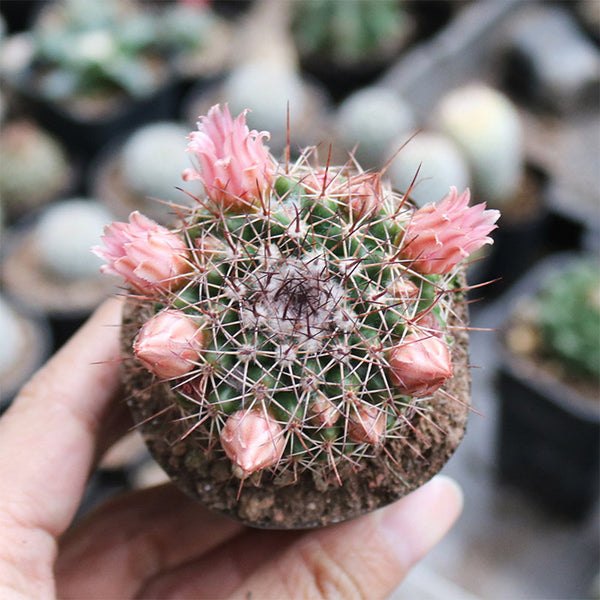 Mammillaria tayloriorum, 3-4cm