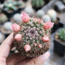 Mammillaria tayloriorum, 3-4cm