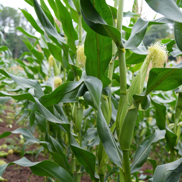 'Minuo 1157' F1 Yellow Waxy Corn Seeds, 100 Grams ≈ 500 Seeds