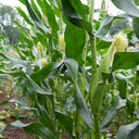 'Minuo 1157' F1 Yellow Waxy Corn Seeds, 100 Grams ≈ 500 Seeds