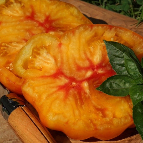 277 Tennessee Surprise Tomato, 5 Seeds