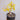 TD003 Pachycormus discolor, 1 Dormant Caudex Rootstock
